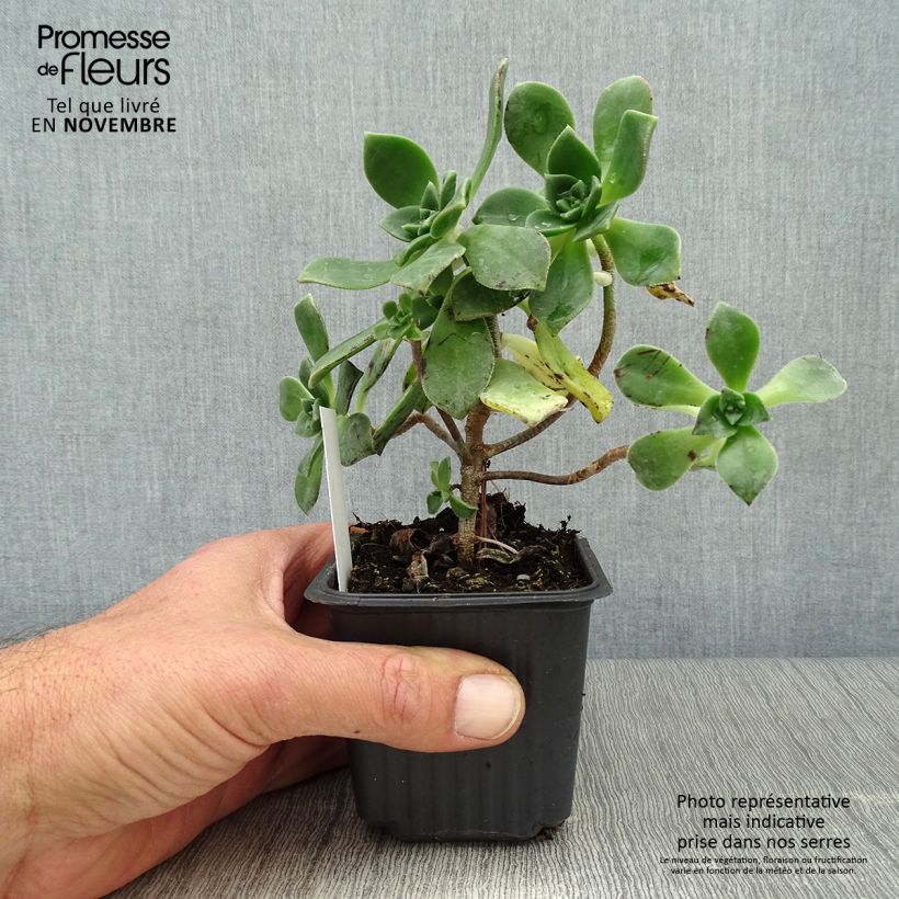Esimerkki syksyllä toimitetusta Kalvasmehipuu - Aeonium haworthii 8/9 cm taimiruukku-taimesta