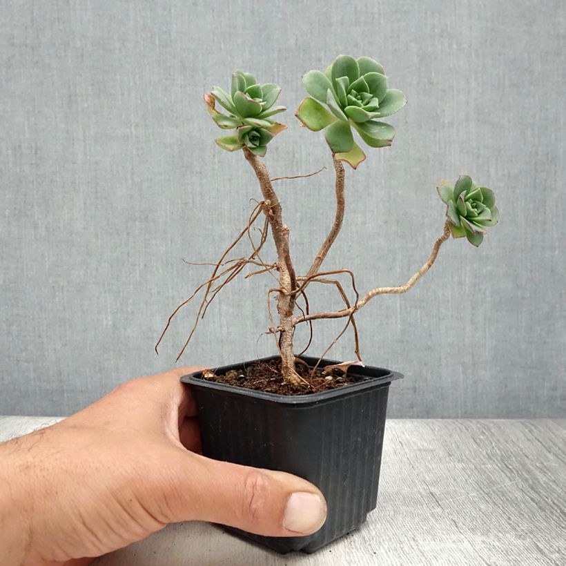 Esimerkki kesällä toimitetusta Kalvasmehipuu - Aeonium haworthii 8/9 cm taimiruukku-taimesta