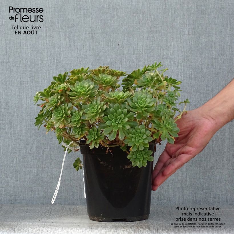 Esimerkki kesällä toimitetusta Loistomehipuu - Aeonium occidentale 3 litran/4 litran ruukku-taimesta