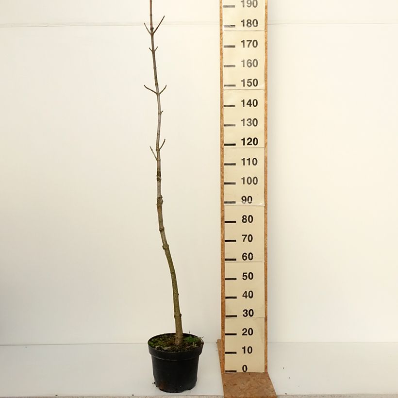 Esimerkki syksyllä toimitetusta Kiinanhevoskastanja - Aesculus chinensis 12 litran/15 litran ruukku-taimesta