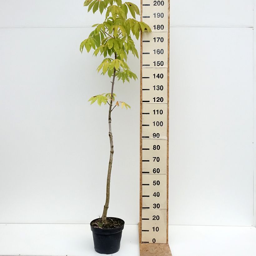 Esimerkki kesällä toimitetusta Kiinanhevoskastanja - Aesculus chinensis 12 litran/15 litran ruukku-taimesta
