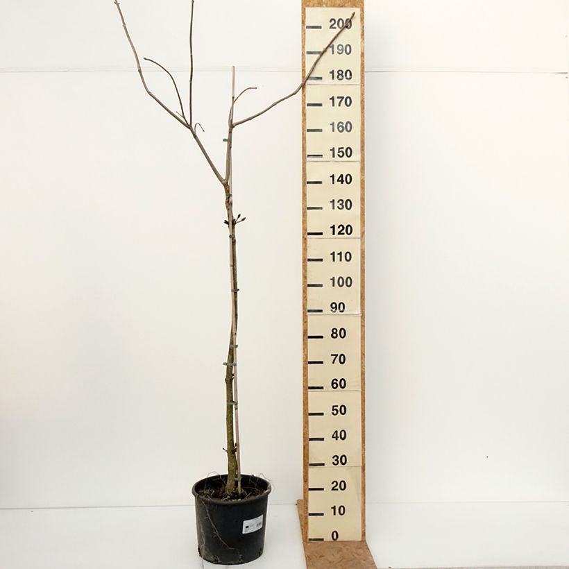 Esimerkki syksyllä toimitetusta Keltahevoskastanja - Aesculus flava 20 litran/25 litran ruukku, Runko-taimesta