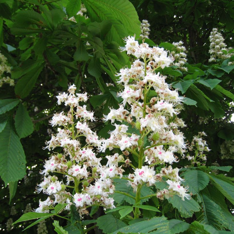 Hevoskastanja - Aesculus hippocastanum (Kukinta)