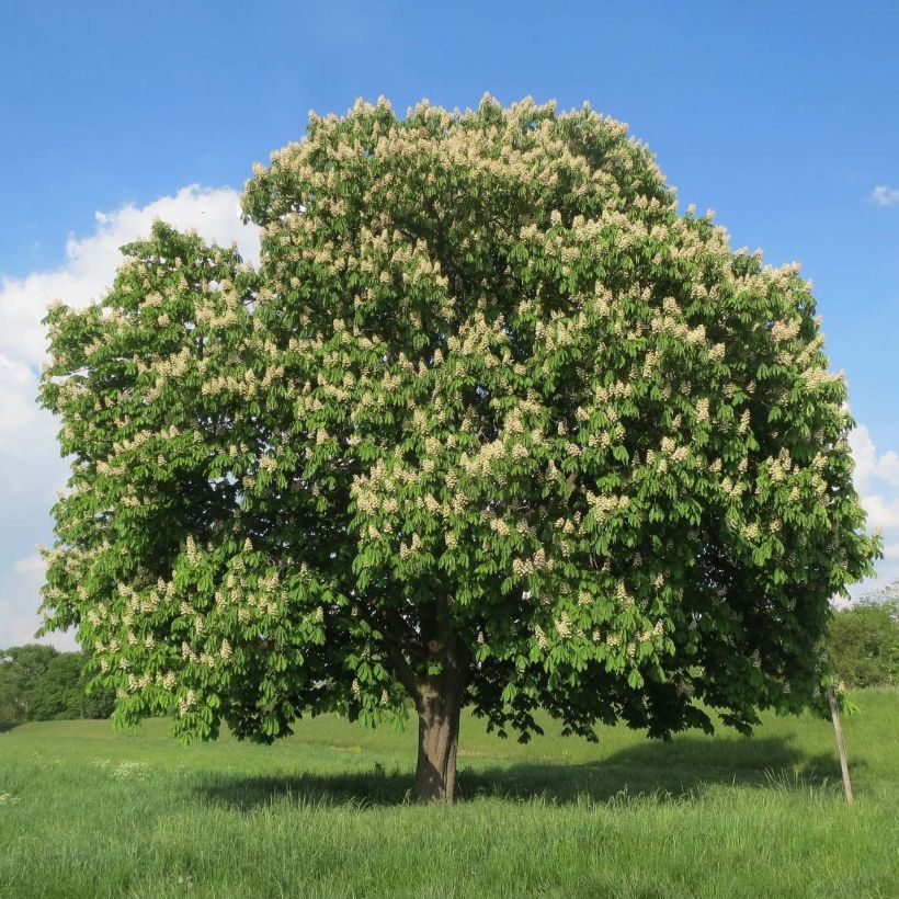 Hevoskastanja - Aesculus hippocastanum (Kasvutapa)