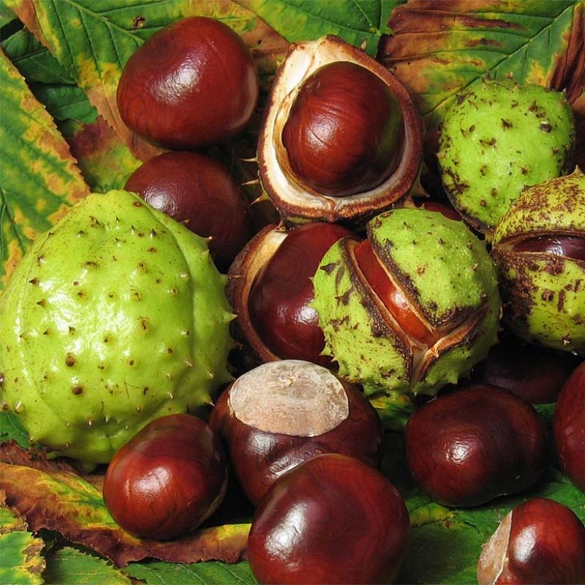 Hevoskastanja - Aesculus hippocastanum (Sadonkorjuu)