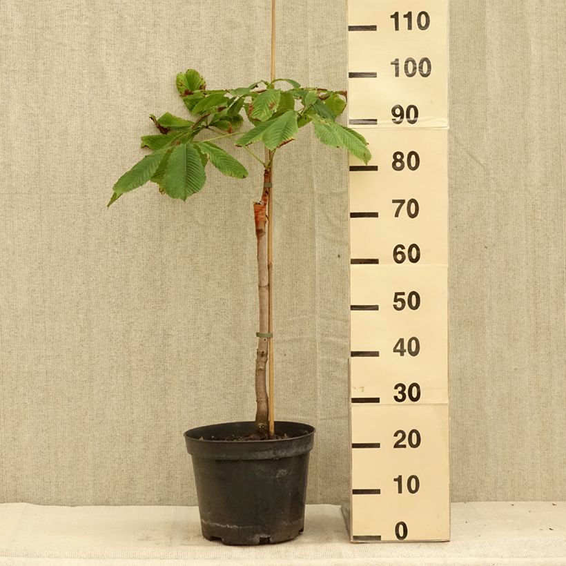 Esimerkki kesällä toimitetusta Aesculus hippocastanum Hampton Court Gold - Marronnier commun Pot de 4L/5L-taimesta