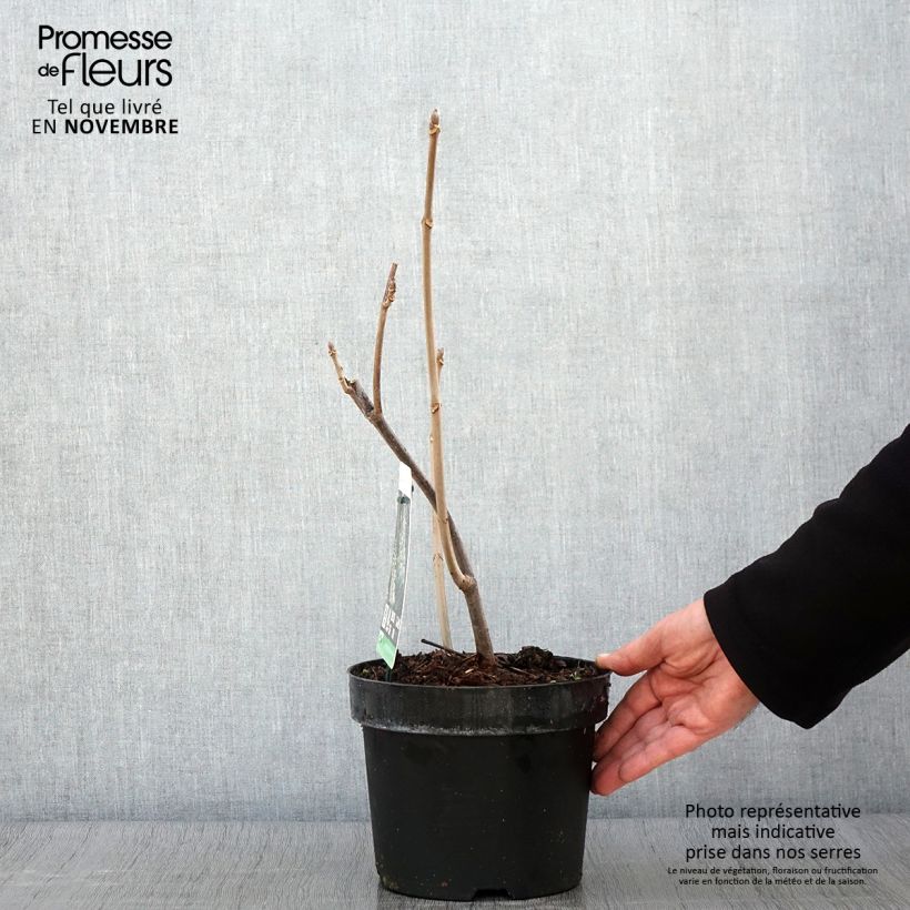 Esimerkki syksyllä toimitetusta Huiskahevoskastanja - Aesculus parviflora 2 litran/3 litran ruukku-taimesta