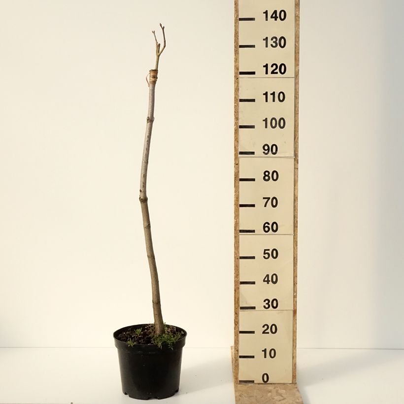 Esimerkki talvella toimitetusta Hurmehevoskastanja Humilis 7,5 litran / 10 litran ruukku-taimesta