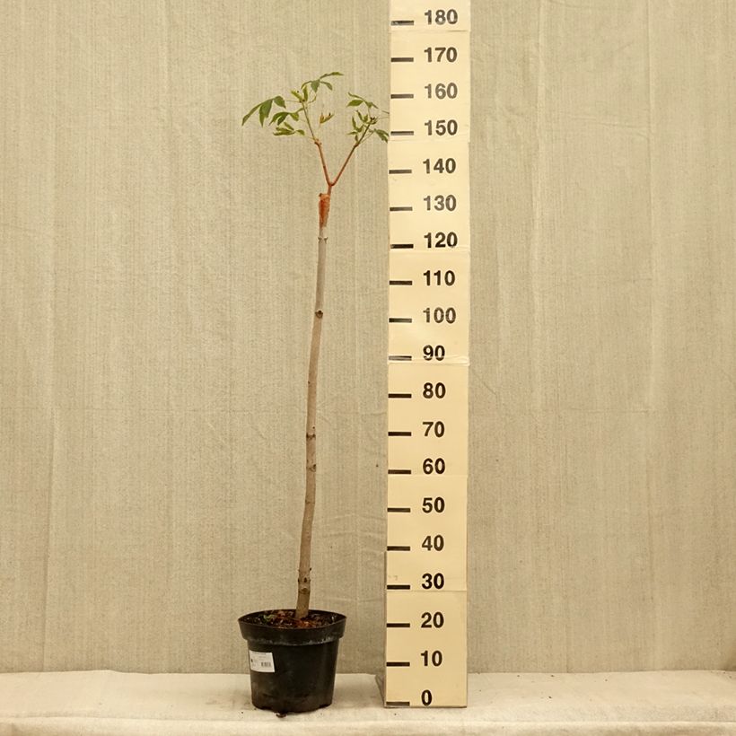 Esimerkki kesällä toimitetusta Hurmehevoskastanja Humilis 7,5 litran / 10 litran ruukku-taimesta