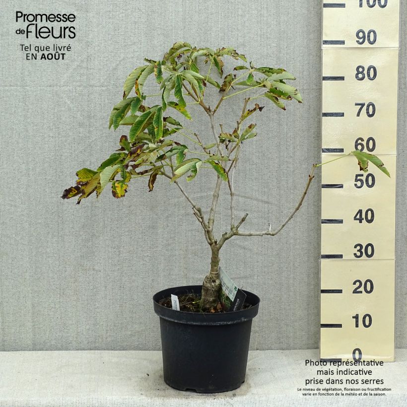 Esimerkki kesällä toimitetusta Hurmehevoskastanja Koehnei Pot de 7,5L/10L-taimesta