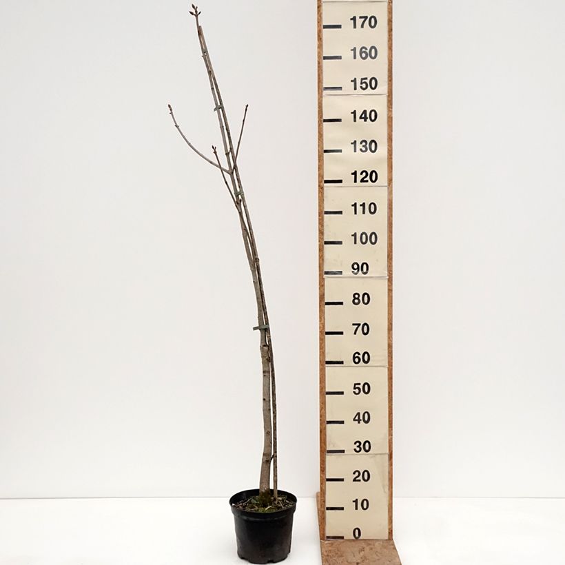 Esimerkki talvella toimitetusta Hevoskastanja - Aesculus x bushii 7,5 litran / 10 litran ruukku, Runko-taimesta