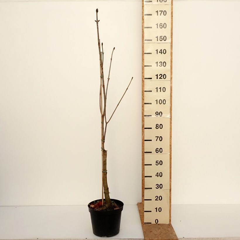 Esimerkki syksyllä toimitetusta Punahevoskastanja Plantierensis 7,5 litran / 10 litran ruukku-taimesta