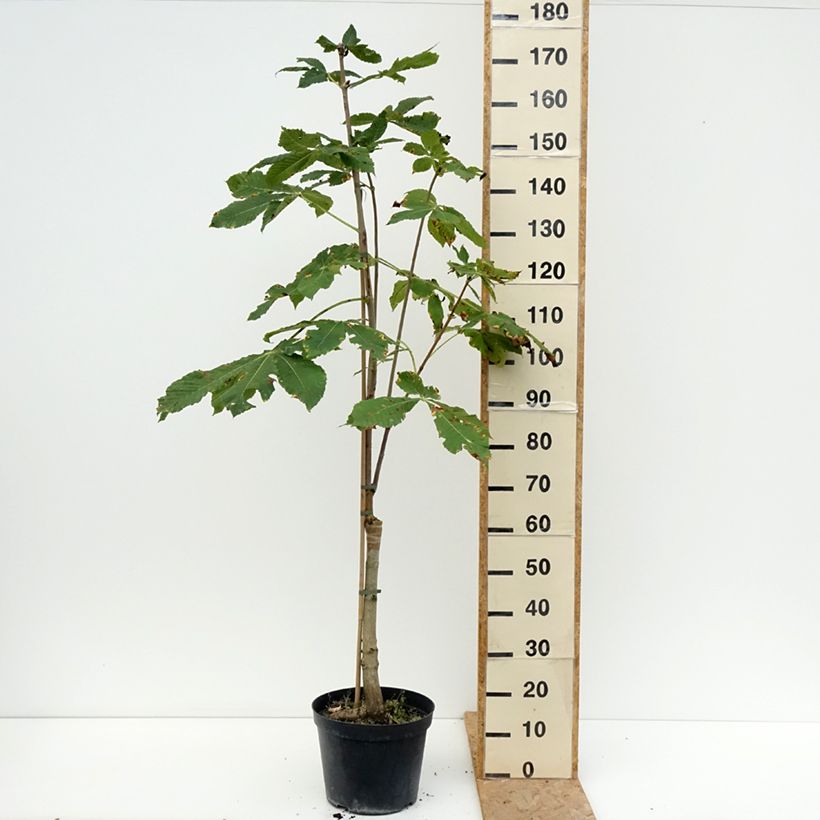 Esimerkki kesällä toimitetusta Punahevoskastanja Plantierensis 7,5 litran / 10 litran ruukku-taimesta
