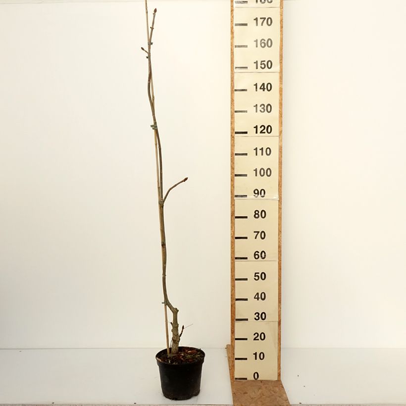 Esimerkki syksyllä toimitetusta Hevoskastanja - Aesculus hippocastanum + flava 4 litran/5 litran ruukku-taimesta