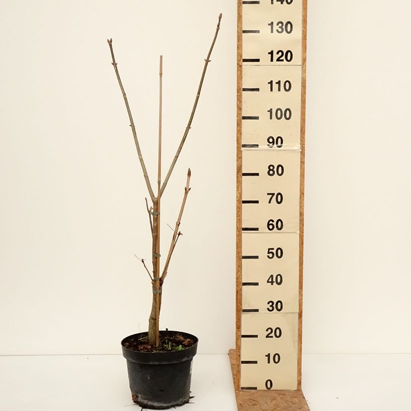 Esimerkki syksyllä toimitetusta Hevoskastanja - Aesculus x glaucescens 7,5 litran / 10 litran ruukku-taimesta
