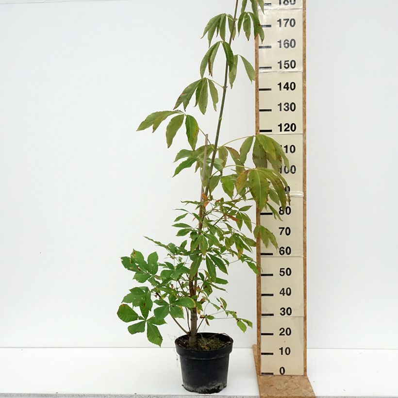 Esimerkki kesällä toimitetusta Hevoskastanja - Aesculus x glaucescens 7,5 litran / 10 litran ruukku-taimesta