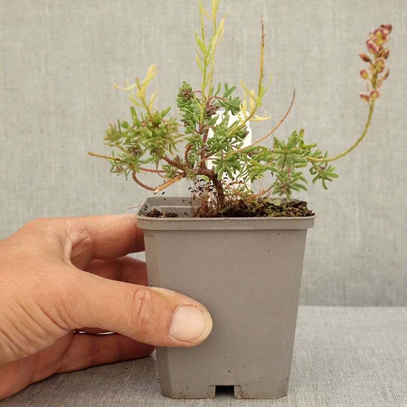 Esimerkki kesällä toimitetusta Pikkukalliolitukki Warley Ruber Godet de 8/9 cm-taimesta