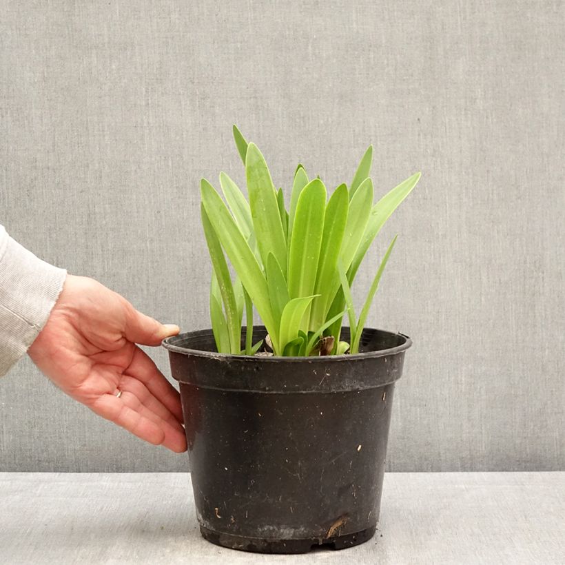 Example of Sinisarja Albus Pot de 4L/5L as you get in printemps