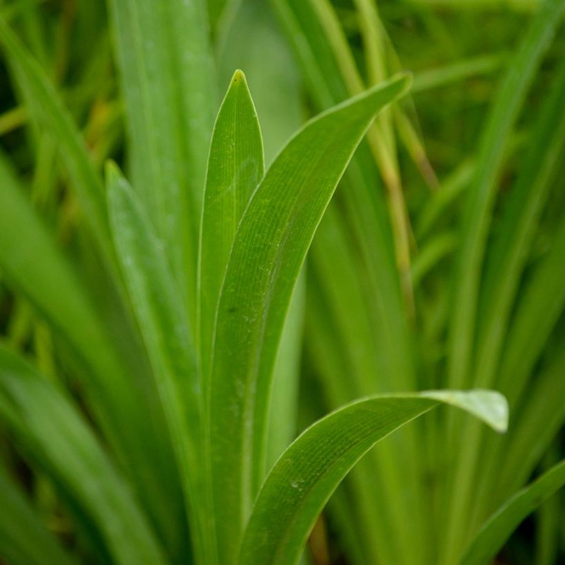 Sinisarja Nigrescens (Foliage)