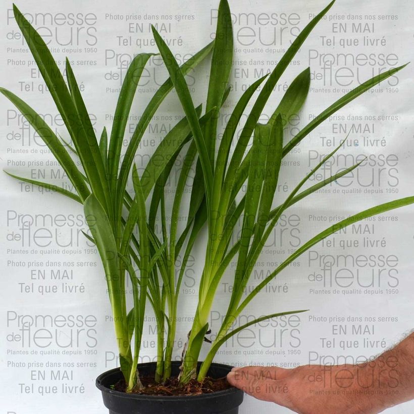Example of Sinisarja Nigrescens Pot de 2L/3L as you get