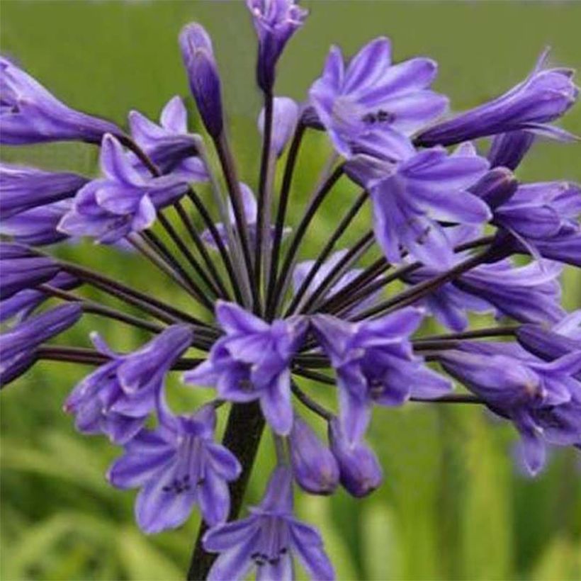 Sinisarja Black Buddhist (Flowering)