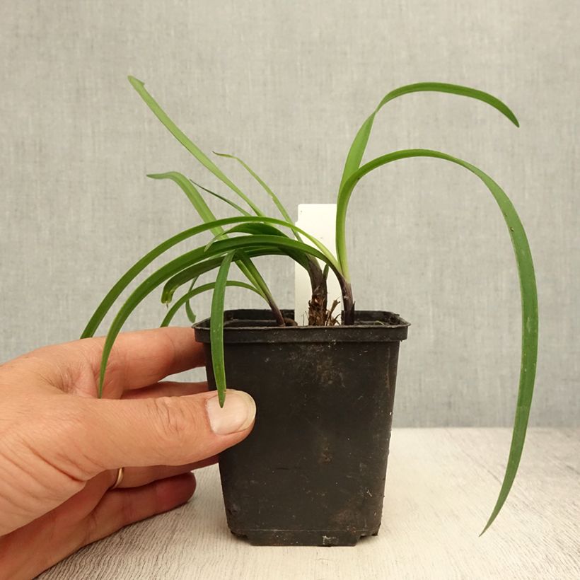 Esimerkki kesällä toimitetusta Sinisarja Black Buddhist Godet de 8/9 cm-taimesta