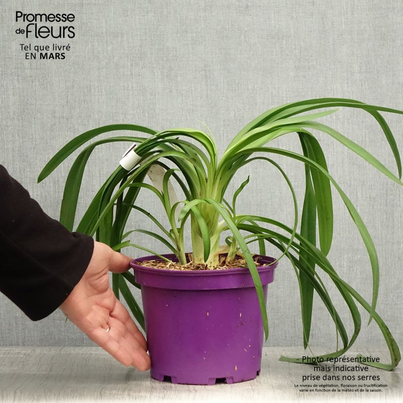 Example of Sinisarja Black Jack Pot de 1,5L/2L as you get in printemps