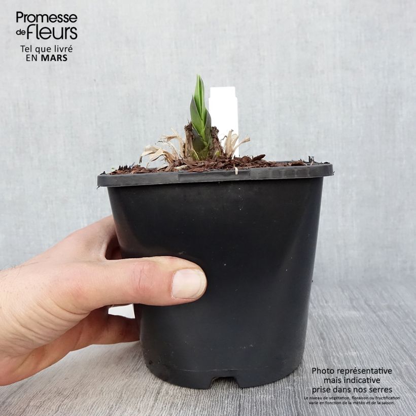 Example of Sinisarja Black Magic Pot de 2L/3L as you get in printemps