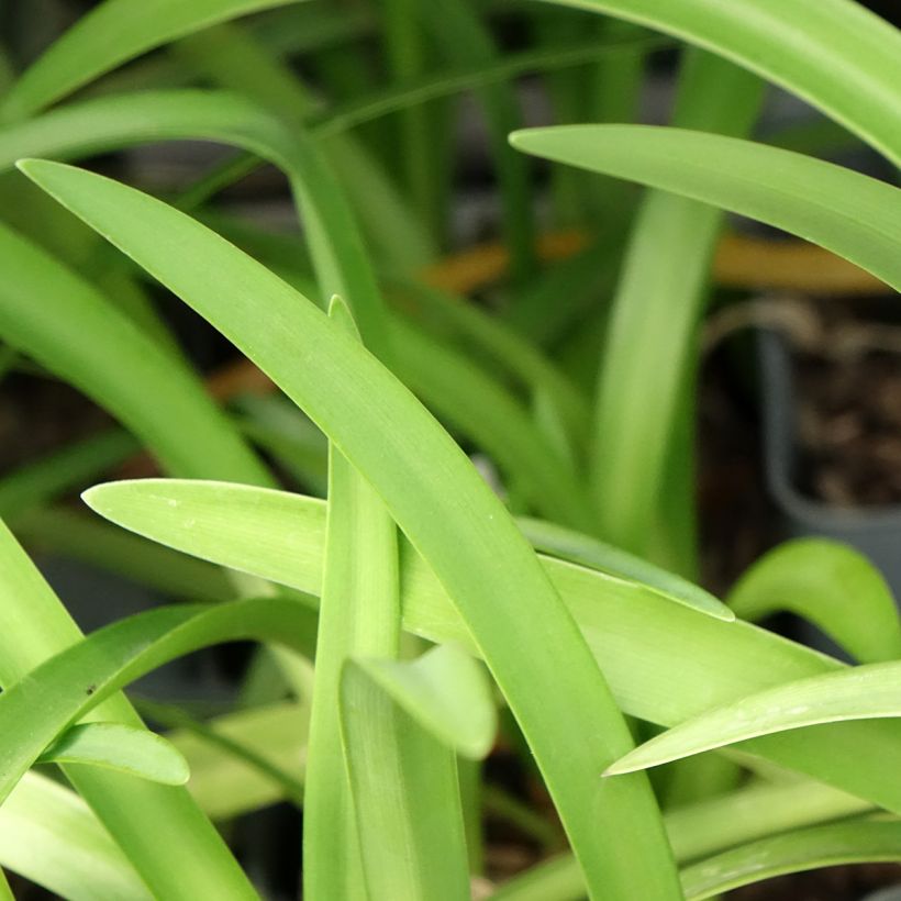 Sinisarja Black Pantha (Foliage)