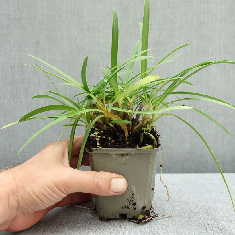 Esimerkki syksyllä toimitetusta Sinisarja Blue Baby 8/9 cm taimiruukku-taimesta