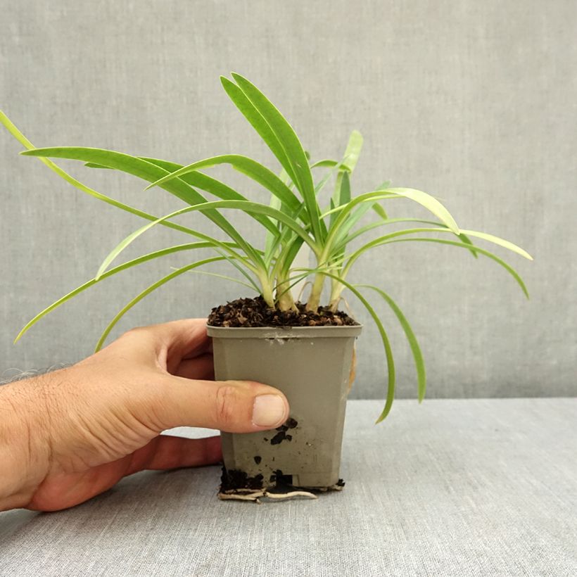 Esimerkki kesällä toimitetusta Sinisarja Blue Baby 8/9 cm taimiruukku-taimesta