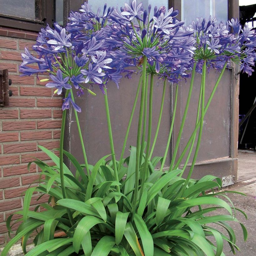 Sinisarja Blue Giant (Plant habit)