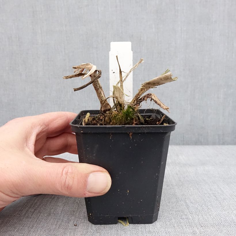 Example of Sinisarja Blue Giant Godet de 8/9 cm as you get in hiver
