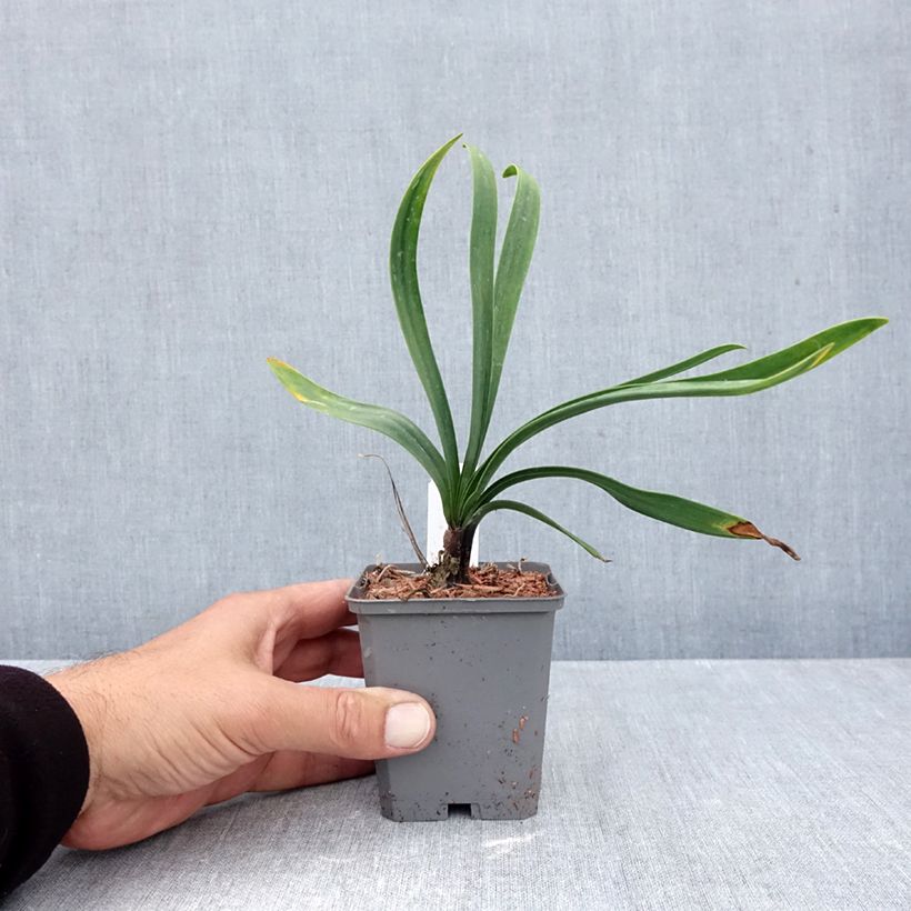 Esimerkki syksyllä toimitetusta Sinisarja Blue Giant 8/9 cm taimiruukku-taimesta