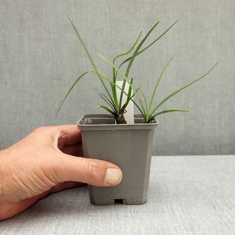 Esimerkki keväällä toimitetusta Sinisarja Blue Giant Taimiruukku 8/9 cm-taimesta