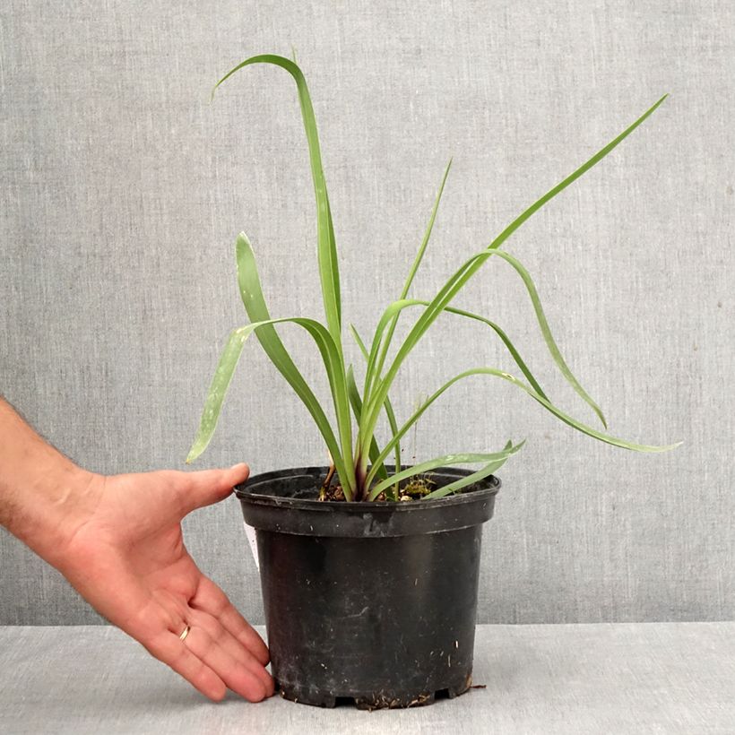 Example of Sinisarja Blue Infinity Pot de 2L/3L as you get in automne