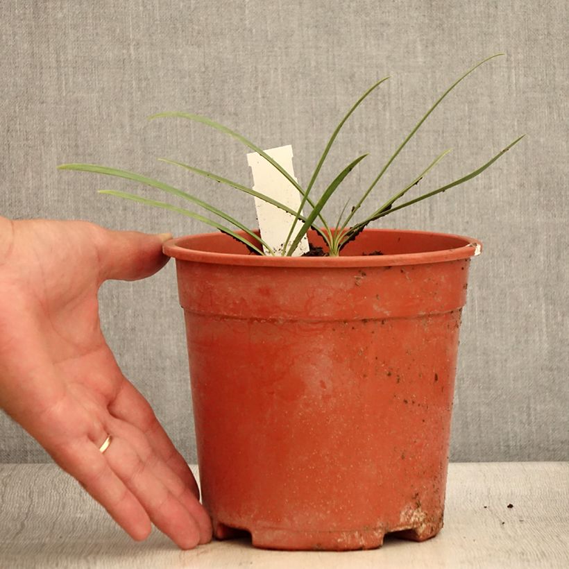 Esimerkki kesällä toimitetusta Agapanthe Blue Velvet Pot de 2L/3L-taimesta
