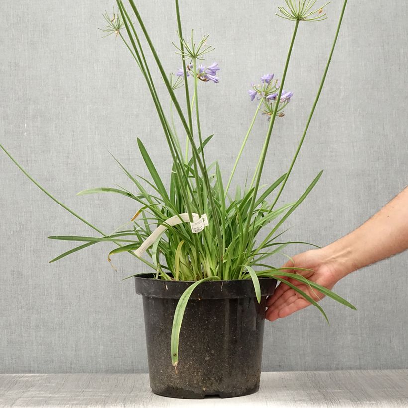 Esimerkki kesällä toimitetusta Sinisarja Bluestorm Pot de 7,5L/10L-taimesta
