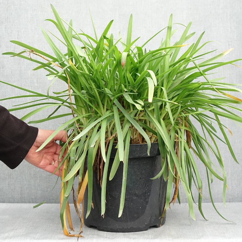 Example of Sinisarja Bluestorm Pot de 7,5L/10L as you get in printemps