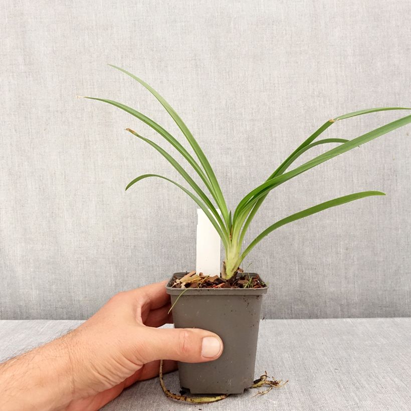 Esimerkki syksyllä toimitetusta Sinisarja - Agapanthus campanulatus var. albidus 8/9 cm taimiruukku-taimesta