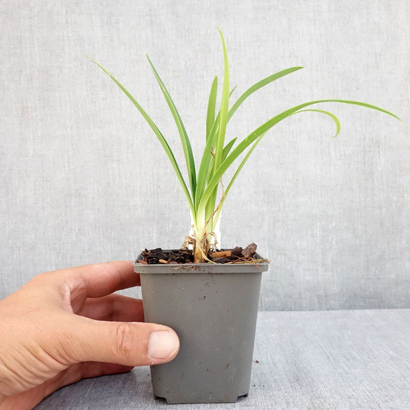 Esimerkki kesällä toimitetusta Sinisarja var albidus Taimiruukku 8/9 cm-taimesta