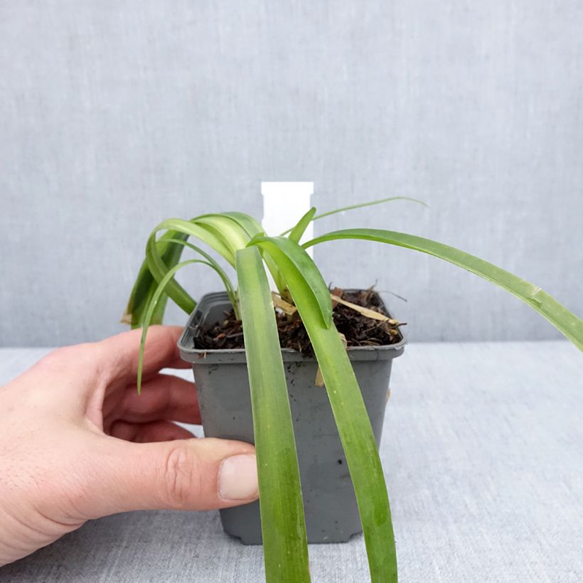 Esimerkki talvella toimitetusta Agapanthe campanulatus var albidus Godet de 8/9 cm-taimesta