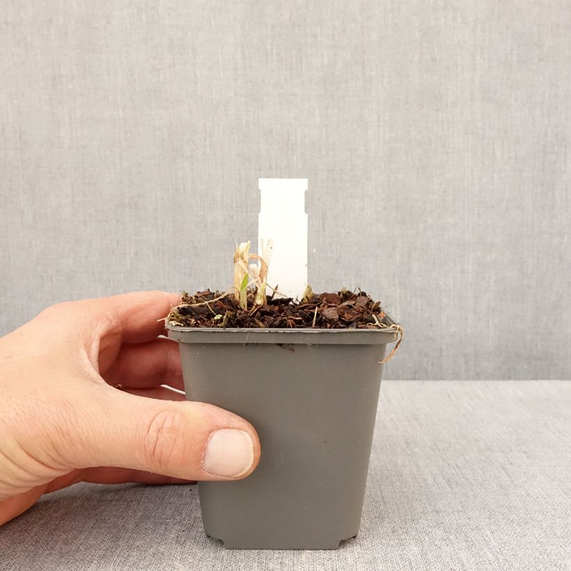 Example of Sinisarja var albidus Godet de 8/9 cm as you get in printemps