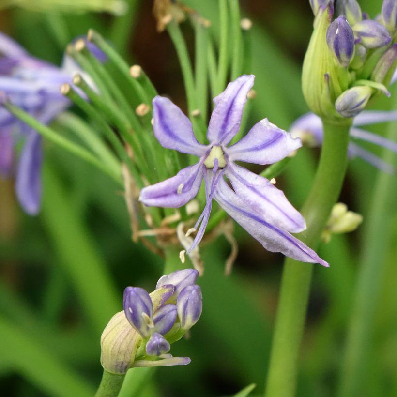 Sinisarja Charlotte (Flowering)