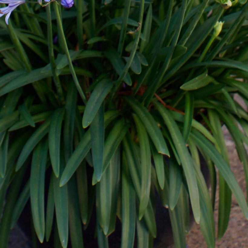 Sinisarja Charlotte (Foliage)