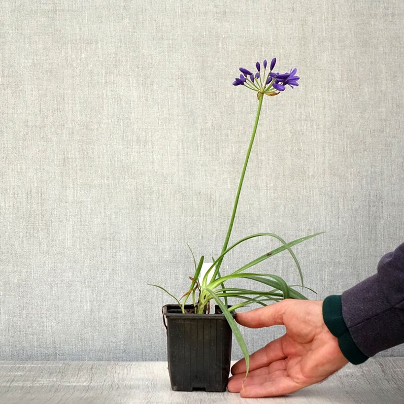 Esimerkki syksyllä toimitetusta Agapanthe Flower of Love Godet de 8/9 cm-taimesta