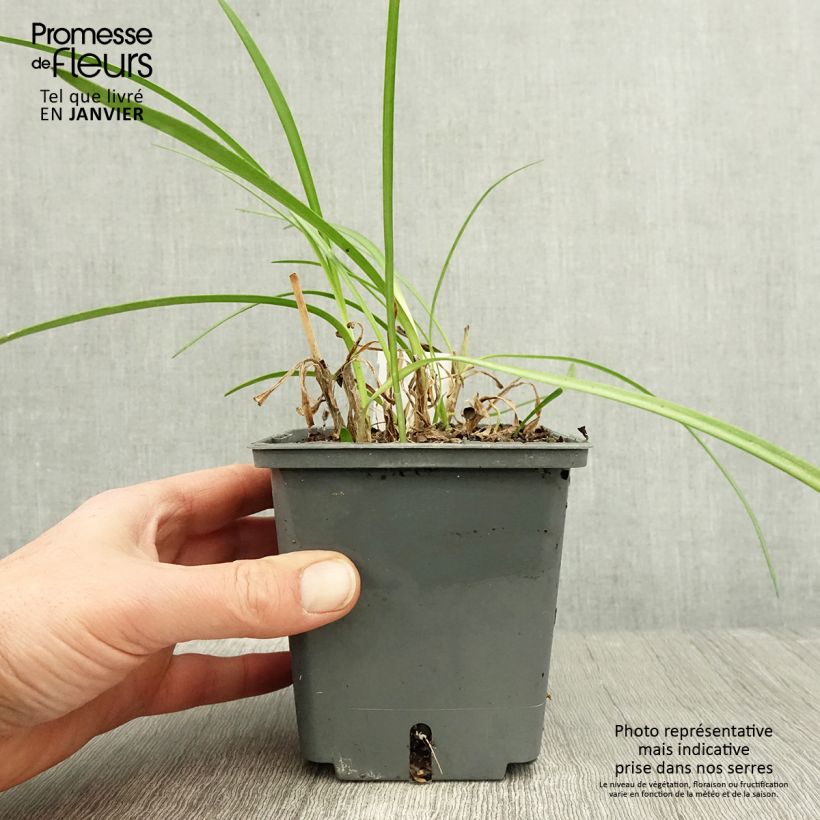 Esimerkki talvella toimitetusta Agapanthe Flower of Love Pot de 1L/1,5L-taimesta