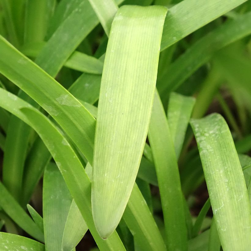 Sinisarja Glacier Stream (Foliage)