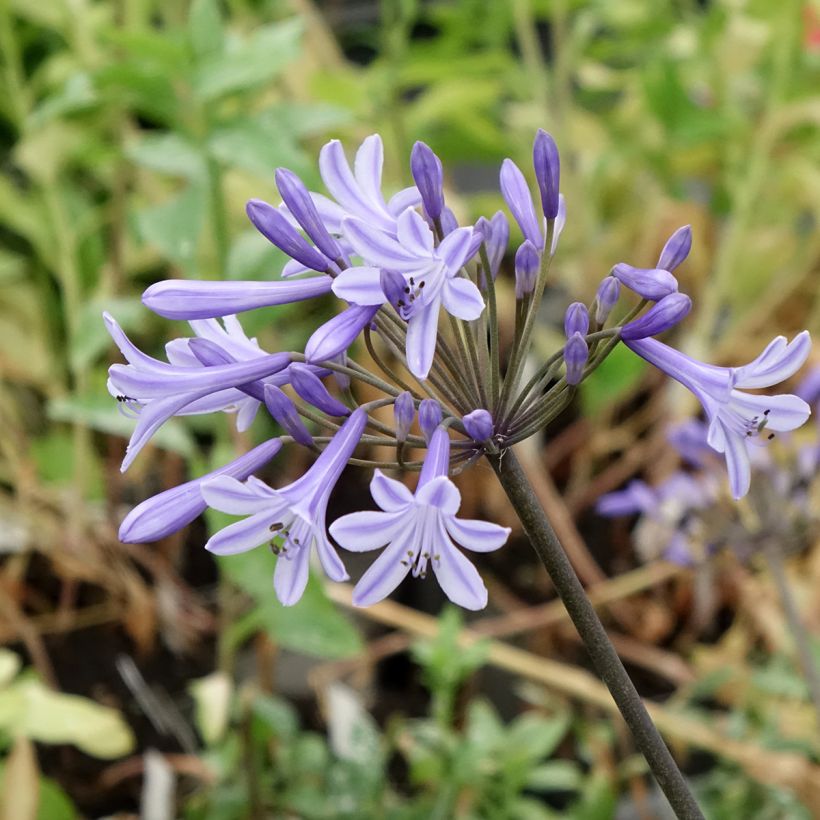 Sinisarja Headbourne Blue (Flowering)