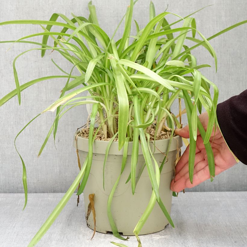 Example of Sinisarja Ever White Pot de 3L/4L as you get in printemps